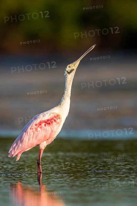Roseate Spoonbill (Platalea ajaja) foraging in shallow water, Florida, USA
