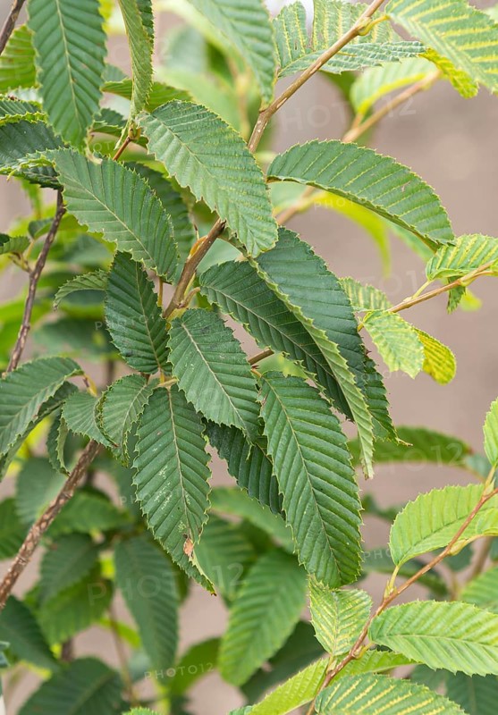 Zelkova carpinifolia (Zelkova carpinifolia), LVG Erfurt, Germany