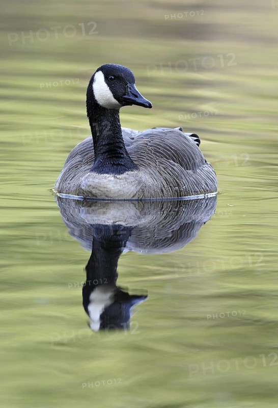 Canada Goose (Branta canadensis), British Columbia, Canada
