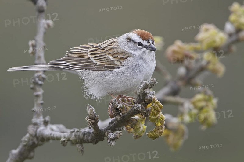 Chipping Sparrow (Spizella passerina), British Columbia, Canada