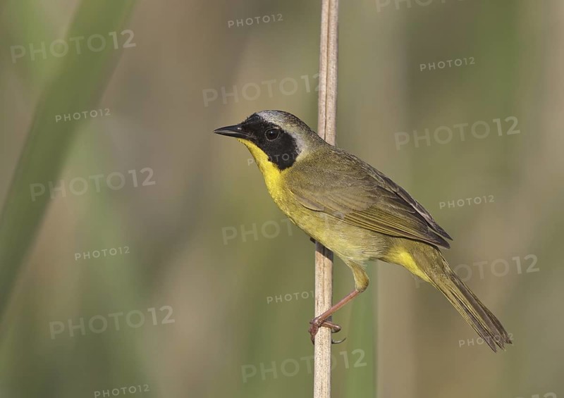 Common Yellowthroat (Geothlypis trichas), Ohio, USA
