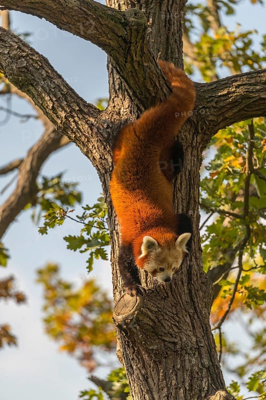 One red panda, Ailurus fulgens, walking on a branch high in a tree on a sunny day