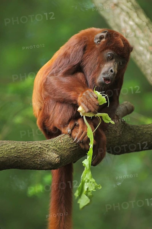 Venezuelan red howler (Alouatta seniculus), food, eat, mouth, open, amazed, face, facial expression, adult, captive