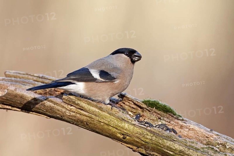 Eurasian Bullfinch (Pyrrhula pyrrhula) female, Saxony-Anhalt, Germany