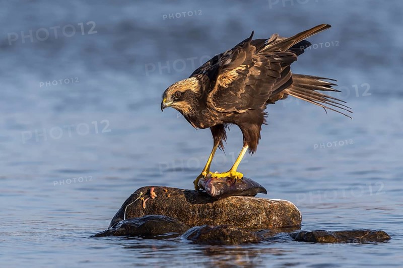 Western Marsh Harrier (Circus aeruginosus) female eating fish, Mecklenburg-Western Pomerania