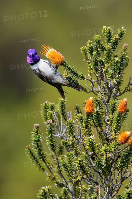 Ecuadorian Hillstar (Oreotrochilus chimborazo) perched on a flower in Ecuador