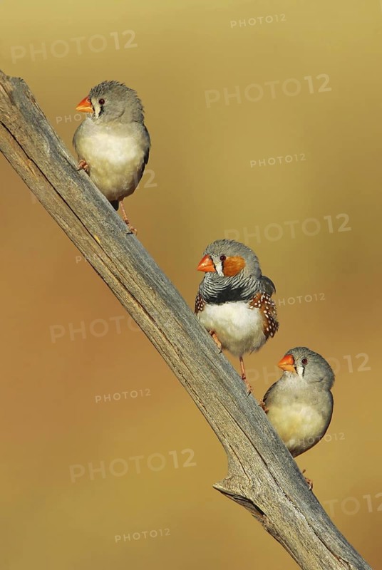 Zebra Finch (Taeniopygia guttata castanotis), Queensland, Australia