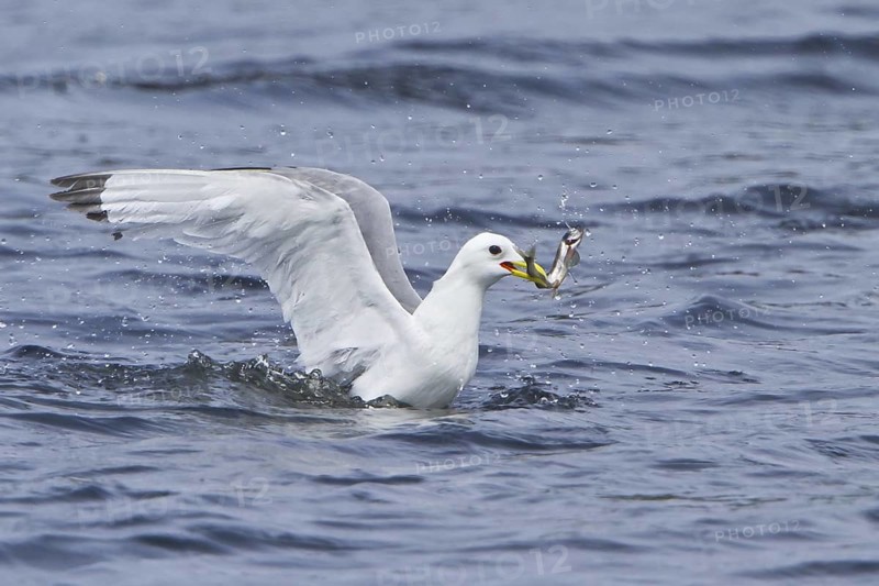 Black-legged Kittiwake (Rissa tridactyla) flying, Newfoundland, Canada