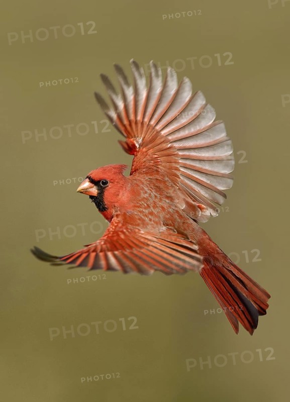 Northern Cardinal (Cardinalis cardinalis) flying, Texas, USA