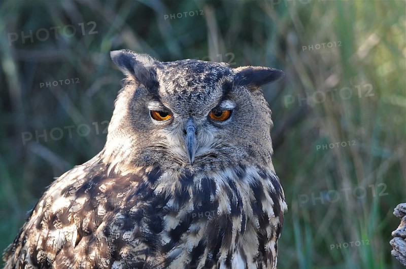 Eurasian Eagle-owl (Bubo bubo)