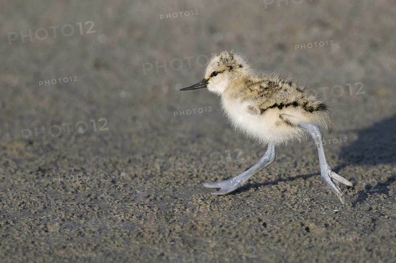 Pied Avocet (Recurvirostra avosetta) juvenile, Texel, Netherlands