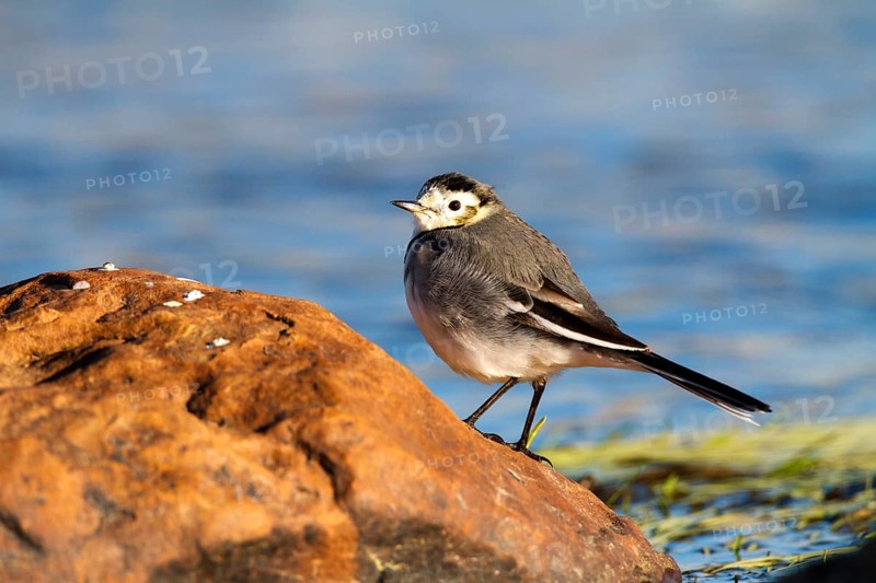 White Wagtail (Motacilla alba), Castile-La Mancha, Spain