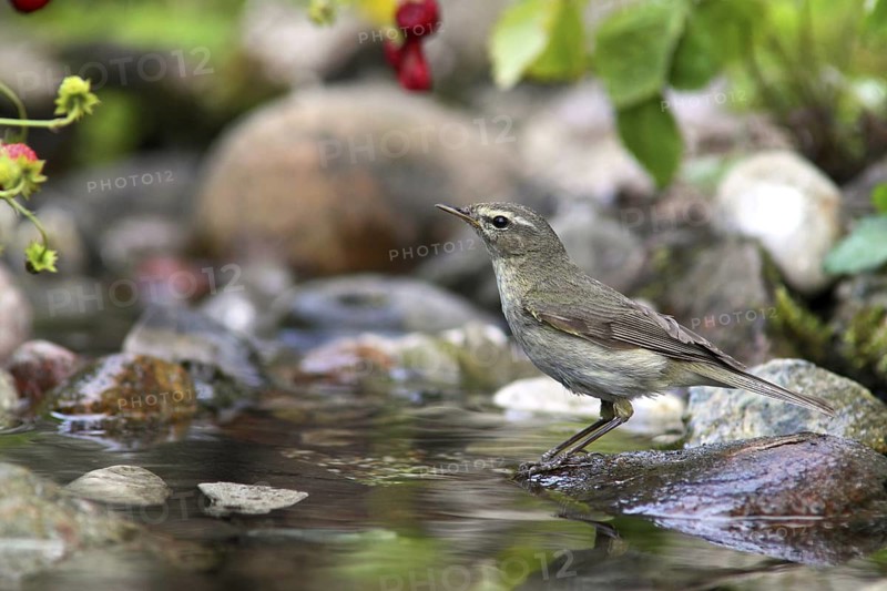 Willow Warbler (Phylloscopus trochilus) at little stream, Mecklenburg-Western Pomerania, Germany