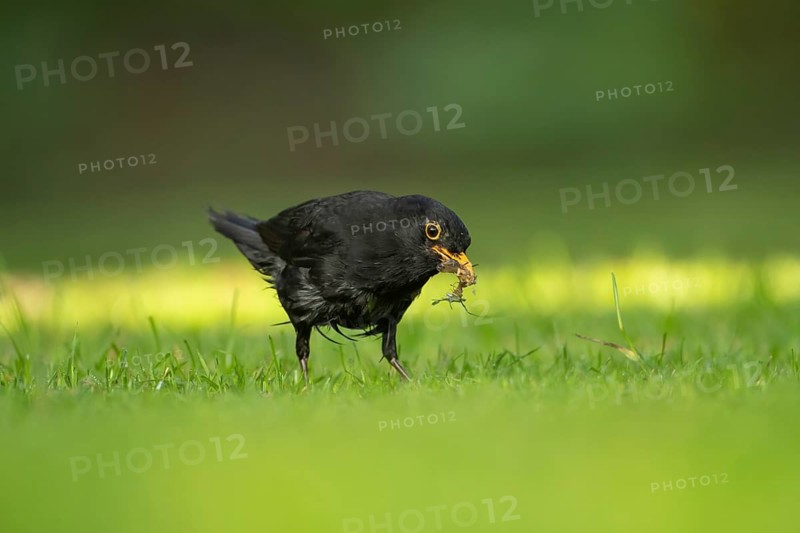 European blackbird (Turdus merula) adult male bird collecting slugs for food from a garden grass lawn in summer, Suffolk, England, United Kingdom