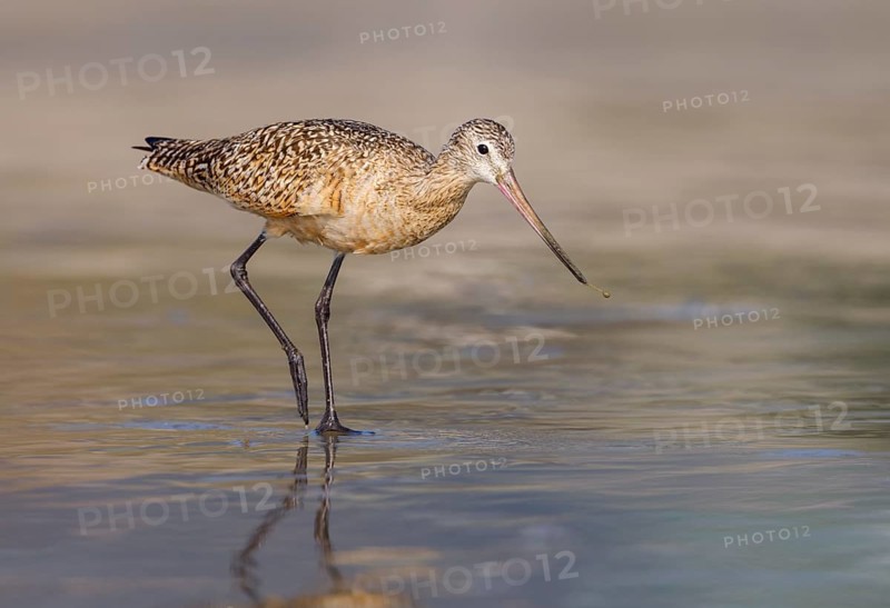 Marbled Godwit (Limosa fedoa) - Morro Bay, California