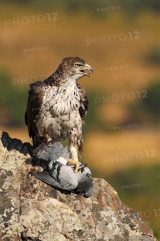 Bonelli's Eagle (Aquila fasciata), Extremadura, Spain