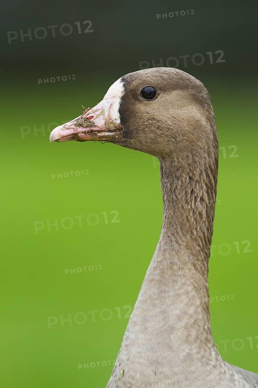 Greater White-fronted Goose (Anser albifrons), Schleswig-Holstein, Germany
