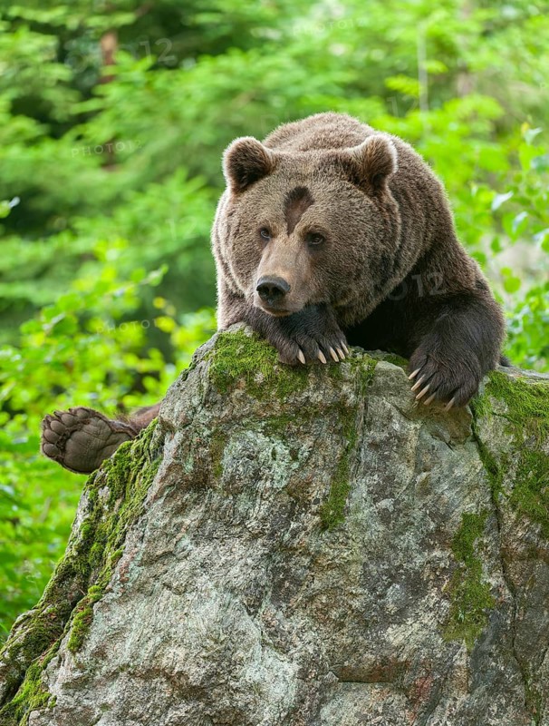 Brown bear (Ursus arctos) lying on a rock covered with moss, captive, Bavarian Forest National Park, Bavaria, Germany, Germany