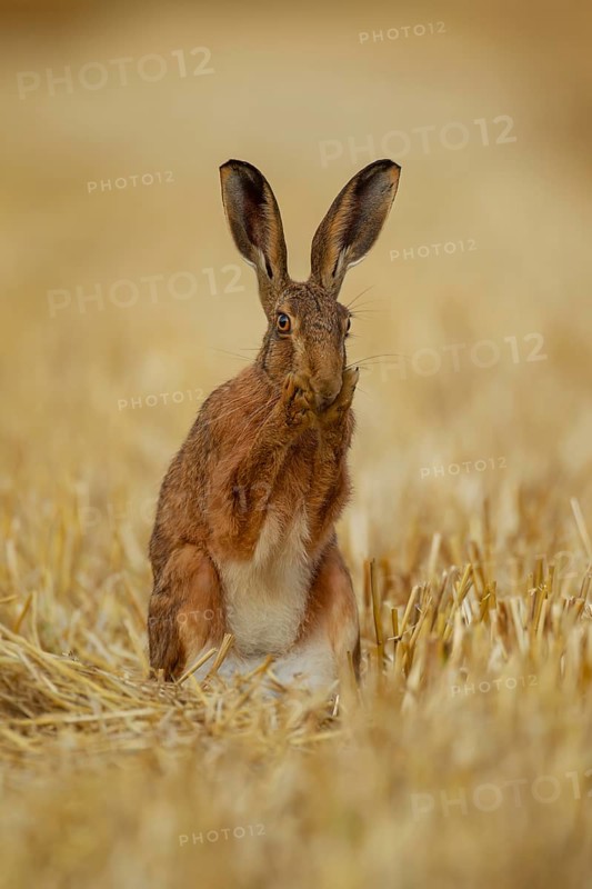European brown hare (Lepus europaeus) adult washing its face in a farmland stubble field, Norfolk, England, United Kingdom