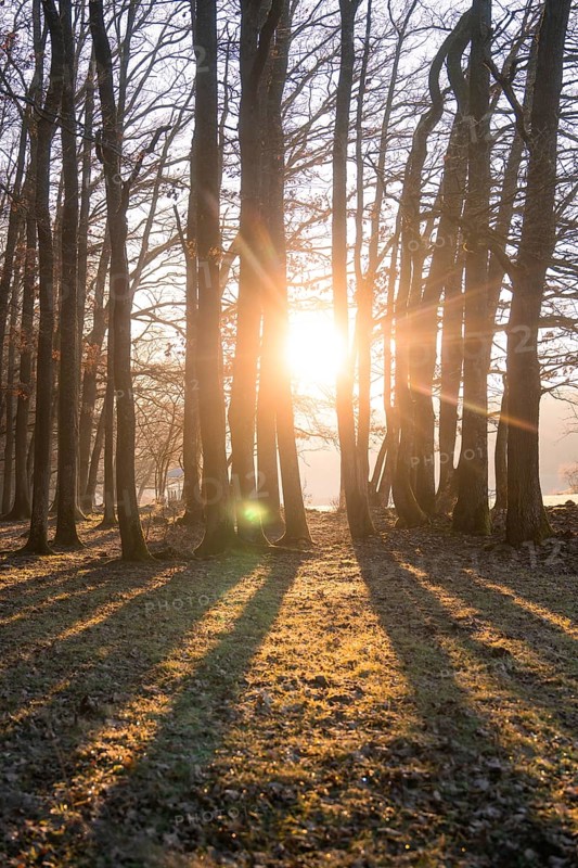 Sunlight breaks through the trees and casts long shadows on the ground, Gechingen, district of Calw, Black Forest, Germany