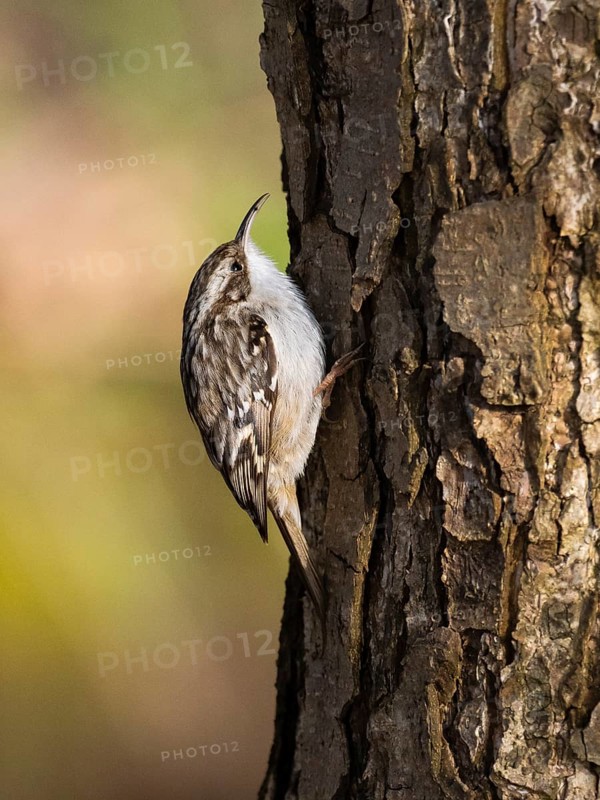 Tree Creeper (Certhia familiaris), on a tree stem, with a caught insect in its beak, Hesse, Germany