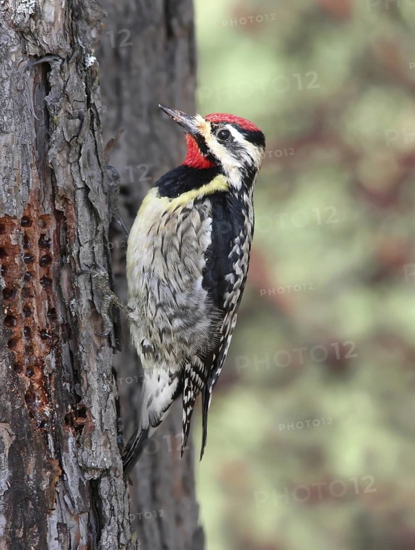 Yellow-bellied Sapsucker (Sphyrapicus varius) male, Saskatchewan, Canada