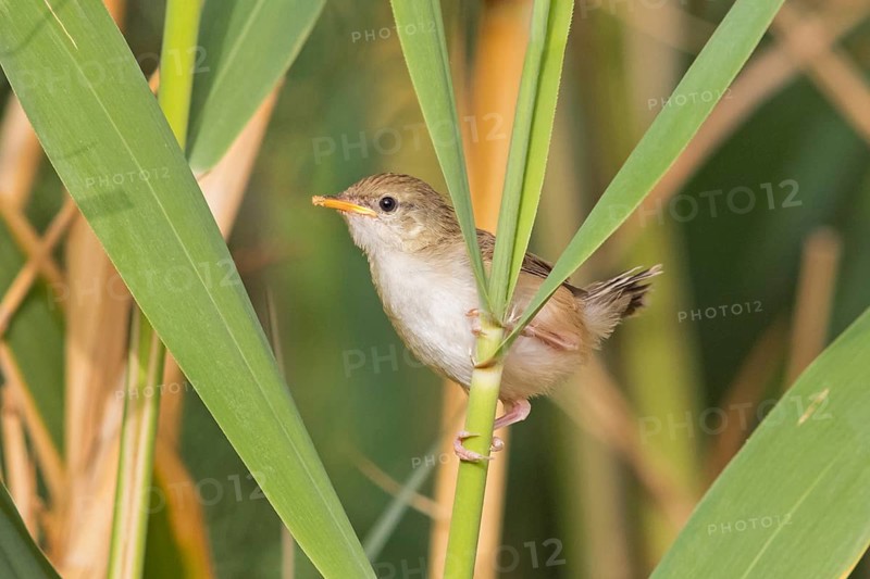 Striped Prinia, Prinia gracilis, Israel