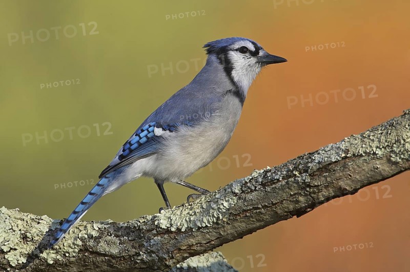 Blue Jay (Cyanocitta cristata), Ohio, USA