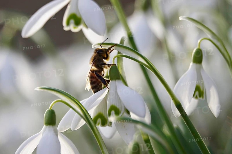 Snowdrop, bee, winter, Germany