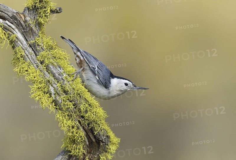White-breasted Nuthatch (Sitta carolinensis), Oregon, USA