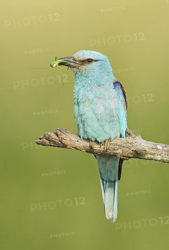 European Roller (Coracias garrulus) perched on a branch with grasshopper in beak, Hortobagy National Park, Hungary