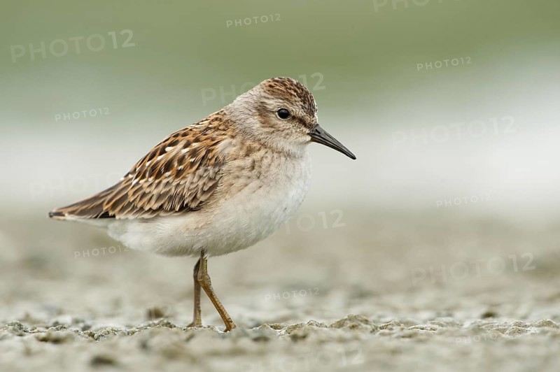Least Sandpiper (Calidris minutilla), Texas, USA