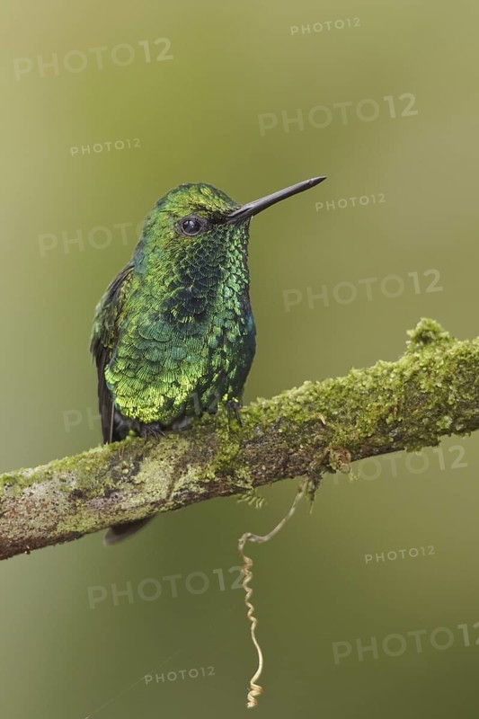 Western Emerald (Chlorostilbon melanorhynchus), Ecuador