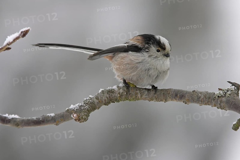 Long-tailed Tit (Aegithalos caudatus), Rhineland-Palatinate, Germany