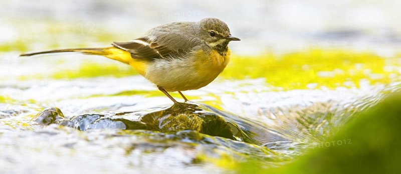 Grey wagtail (Motacilla cinerea), Bergeronnette des ruisseaux, Lavandera Cascadeña, mountain wagtail, songbird species, waters, water, river, Slovenska Bistrica area, Slovenska Bistrica, Podravska, Slovenia