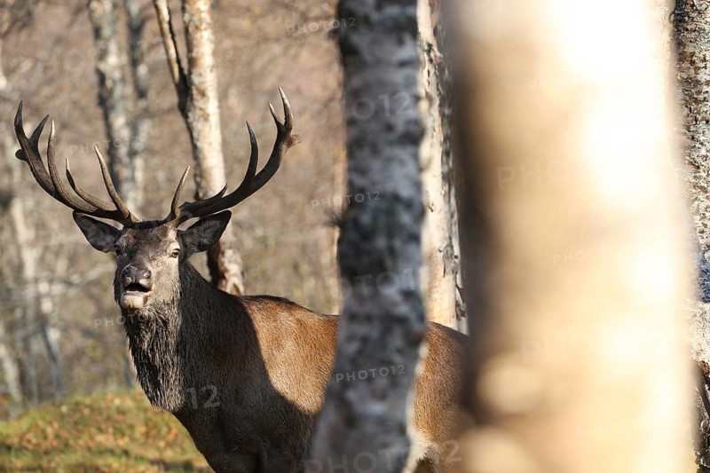 Red deer (Cervus elaphus elaphus) stag during the rut in a birch forest. These are the only animals of the species Cervus elaphus elaphus worldwide that have avoided mixing with other subspecies. These small groups are considered endangered, Lapland, Sweden