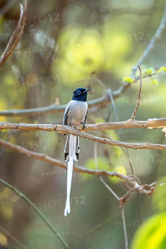 Red-breasted Paradise Flycatcher (Terpsiphone mutata), Bemanonga, Menabe, Madagascar