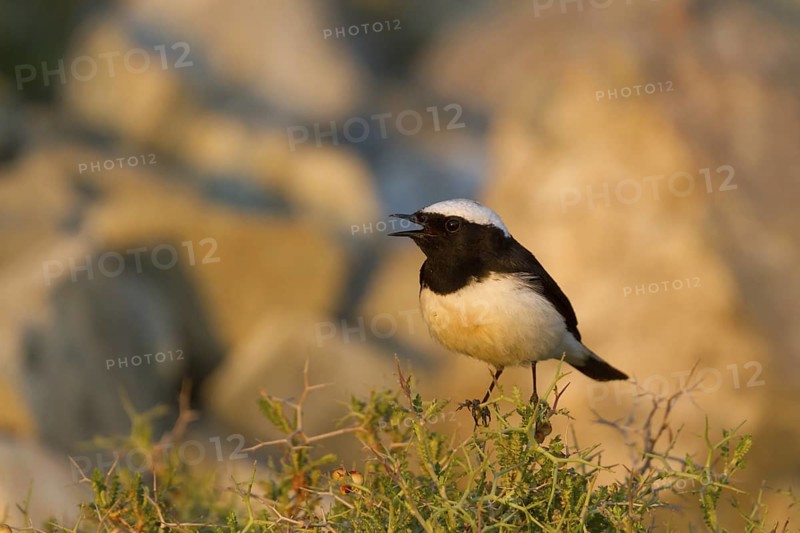 Cyprus Wheatear (Oenanthe cypriaca) male singing, Cyprus