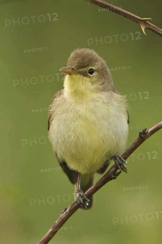 Melodious Warbler (Hippolais polyglotta), Saarland, Germany