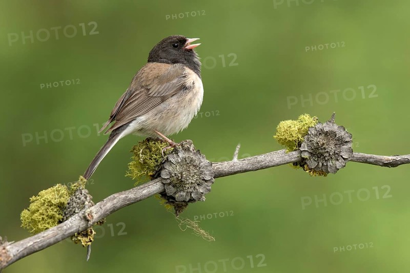 Oregon Junco (Junco hyemalis oreganus) singing from lichen branch, British Columbia, Canada