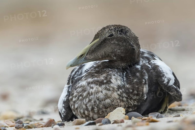 Common Eider (Somateria mollissima) female, Schleswig-Holstein, Germany