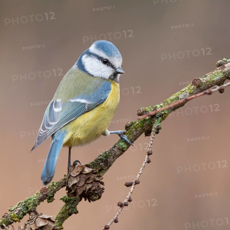 Eurasian Blue Tit (Cyanistes caeruleus) perched on a branch, Lower Saxony, Germany