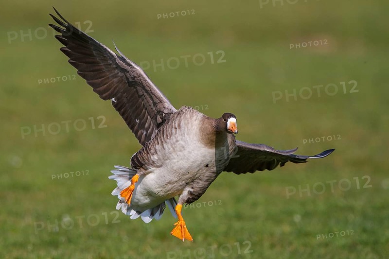 Greater White-fronted Goose (Anser albifrons) flying, Netherlands
