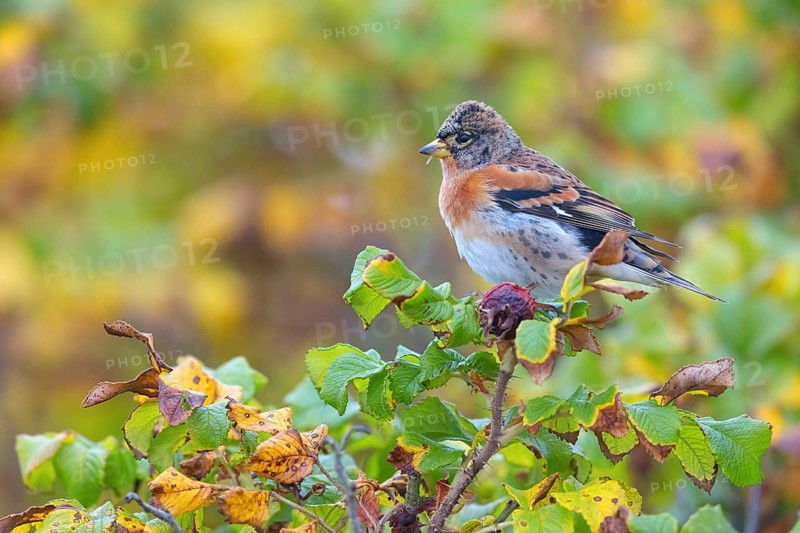 Brambling (Fringilla montifringilla), spring, foraging, Battenberg, Heligoland, Rhineland-Palatinate, Federal Republic of Germany