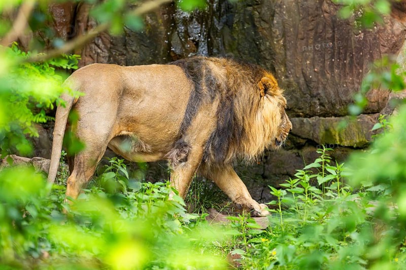Asiatic lion (Panthera leo persica) male walking around on the ground, captive, Germany