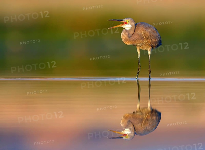 Heron, (Egretta gularis), heron, animals, birds, biotope, habitat, foraging Salalah, Raysut, Dhofar, Oman