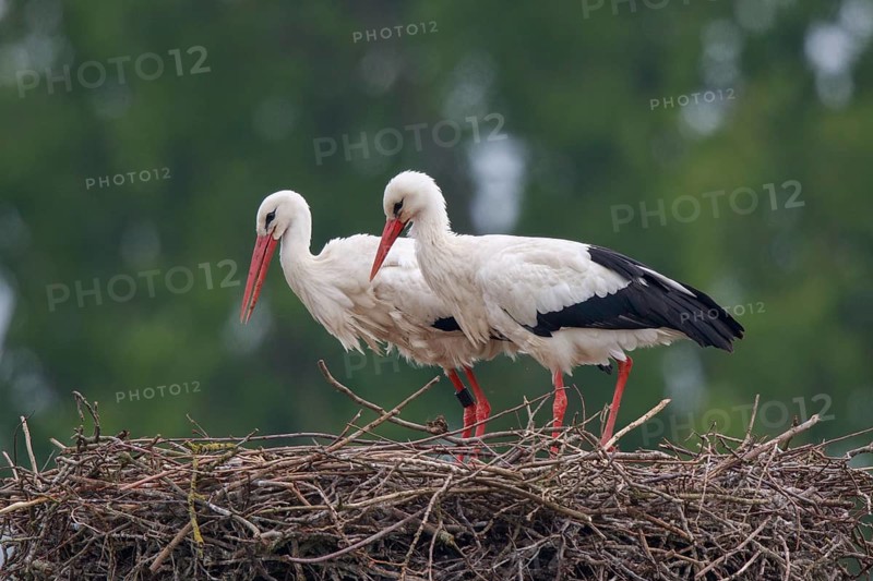 White Stork (Ciconia ciconia) pair at nest, North Rhine-Westphalia, Germany