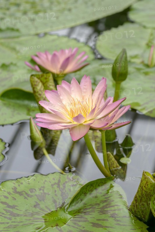 Water lily (Nymphaea 'Albert Greenberg'), Botanical Garden, Munich, Bavaria, Germany