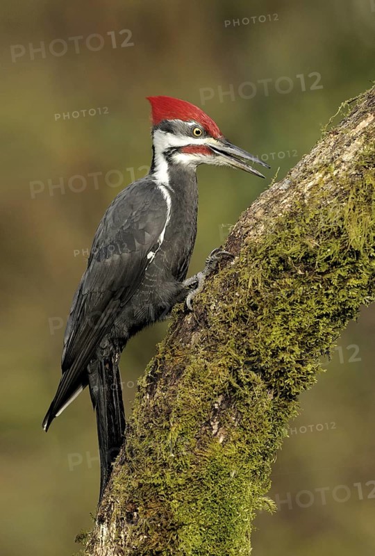Pileated Woodpecker (Dryocopus pileatus), British Columbia, Canada