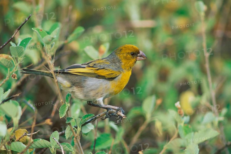 Nihoa Finch, Telespiza ultima, Hawaii, Nihoa, Hawaiian Honeycreeper, Endangered species